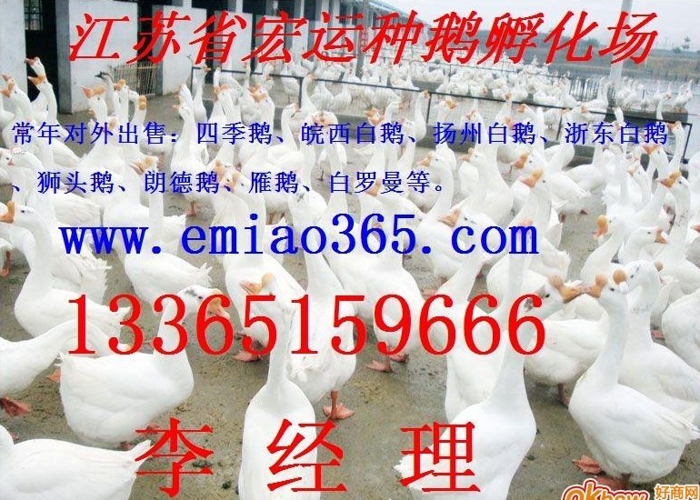 ۴ֶ/Ѽ/ճƷ13365159666