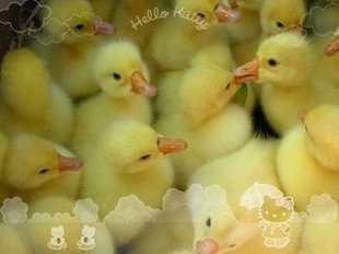 ֶ磬۸񣬶飬ṩ