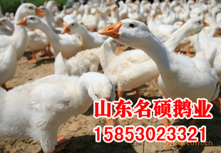 ׶硢ӽ硢ݡṩ