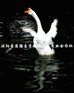 Ʒгӭ