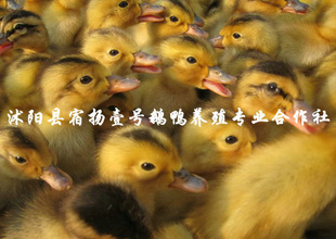 ֱ磤