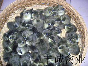 곧ʨͷ