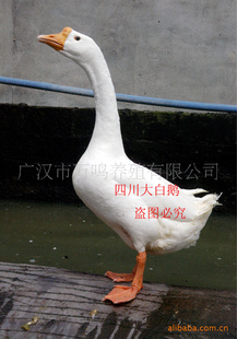 ڴĴ׶