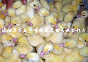 ӽ׶쳤ɿ۸ʵݻӭ