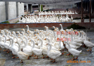 ԼƸĴ׶