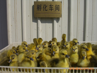 ֶ編ֶ