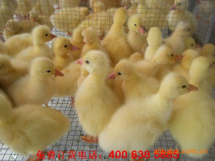 ӽ۸13385409877
