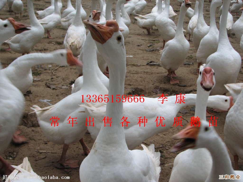 ӦƷֶļʵ¶ӽ