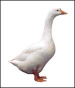 Ĵ׶ƷĴ׶