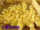磬ֶ
