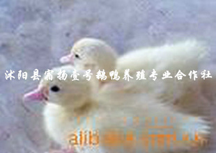 궫ض
