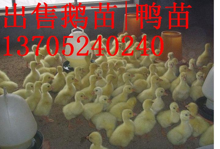 ۴ֶ۸|۸|ɵ¶۸