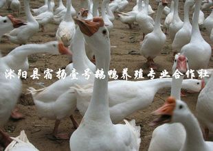 ļɻʸ߳ÿ컶ӭͻ
