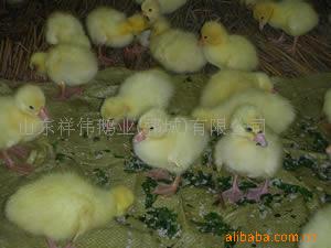 ڶֵ13385409877