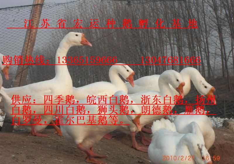ӦļʵĶֶ