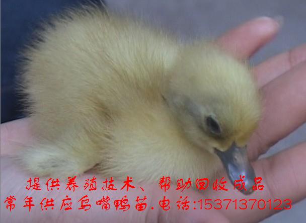 ¶۸۸ն۸