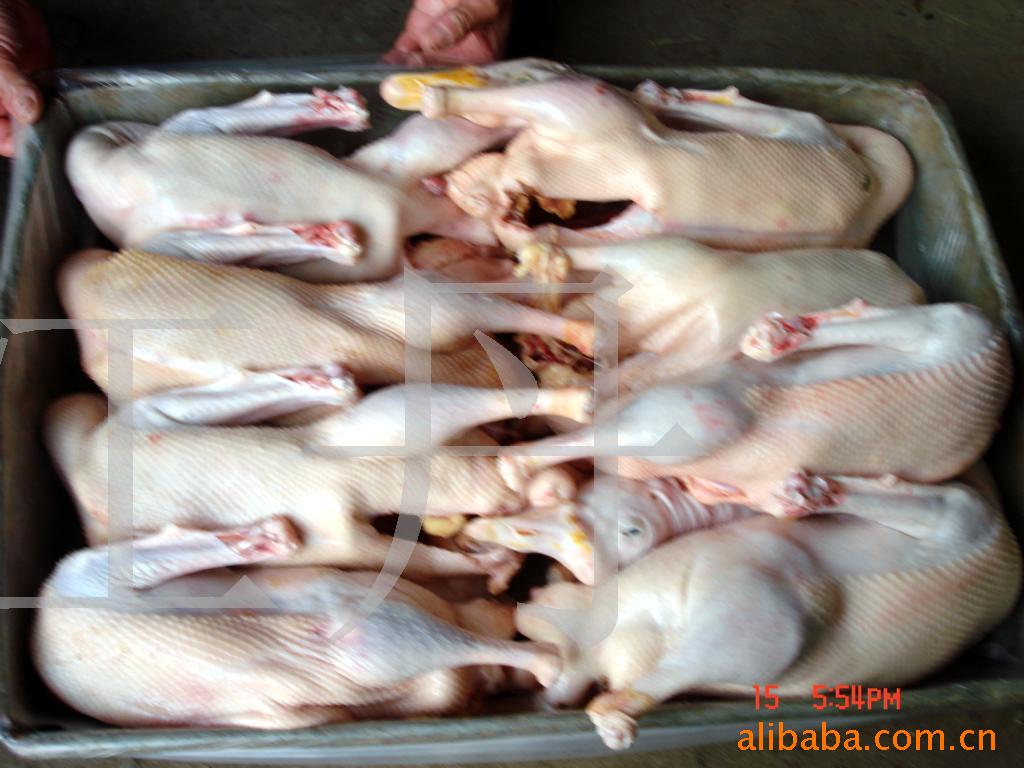 白条鹅,鹅体,鹅肉,老鹅