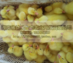 ۴ֶ磬۸񣬶飬ѡ񳧼