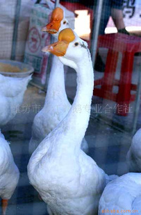 糧ֱ۸