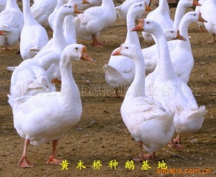 졡ӭǢ̸