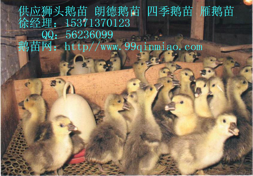 Ǯһֻ۸Ʒ۸