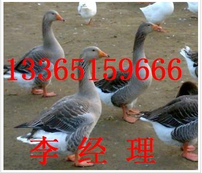 ۴׶/ʵ¶13365159666