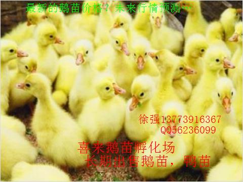 ֶ齭ն۸