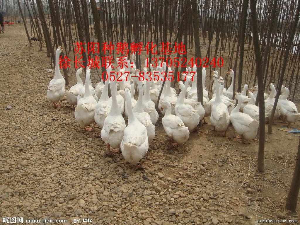 ɹѼ۸ܴζ۸ʯ۸