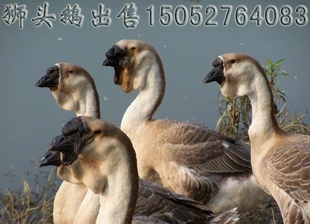 纯种汕头狮头鹅鹅苗,澄海狮头鹅苗,反季节狮头鹅