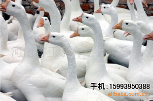 ̩ҵ׶磬׶
