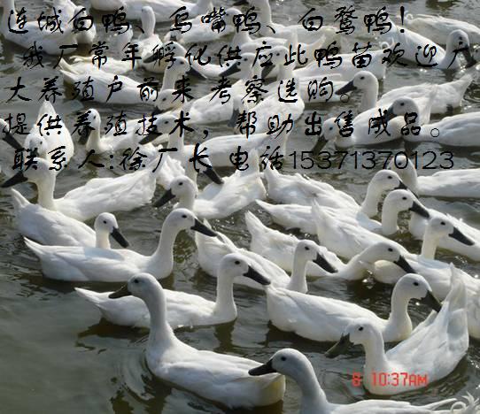 㶫۸ʨͷ۸Ѽ۸۸