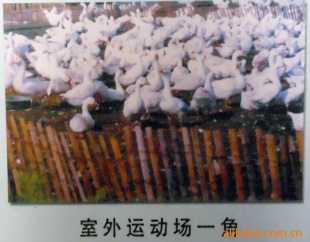 ֱ۸