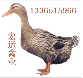 ӦֶճƷ˶