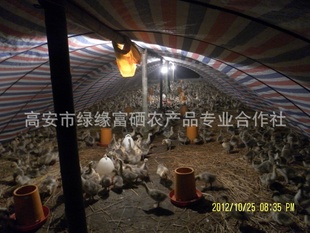 Ҷ졢Ҷ졢Ҷ硢ƷҶ졢