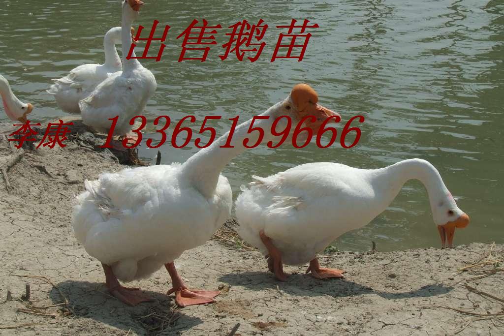 ۶Ѽļ׶ʵ¶ӽ