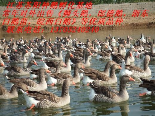 Ӧ۸|ֶ۸|ֻҶ۸