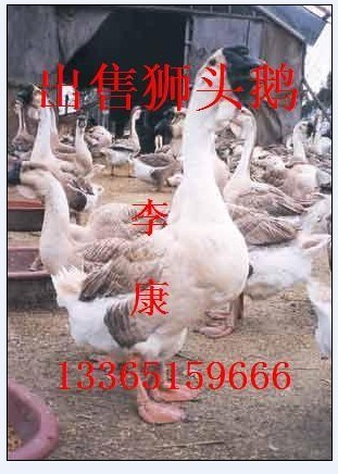 պ˶ҵ۶Ѽ