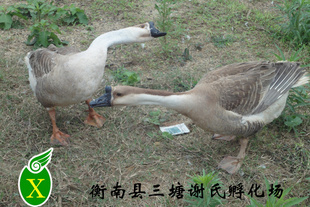 رƼ۴ʵ¶