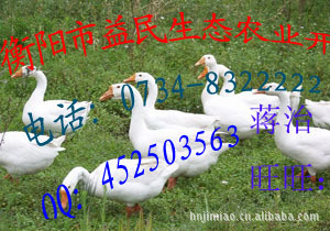 ǰ׶