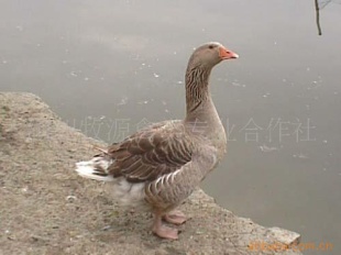 ʵ¶죨죬ɻߣ