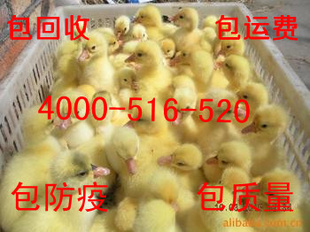 ۶Ʒֶ
