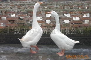 һˡߣ13778259222