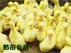 磬ֶ죬С쵰
