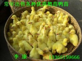 ۸ṩ缼ճƷ