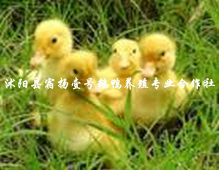 궫Ʒʸгӭ