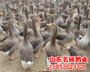 磬۸ݡṩֳչ϶죬Чߡر