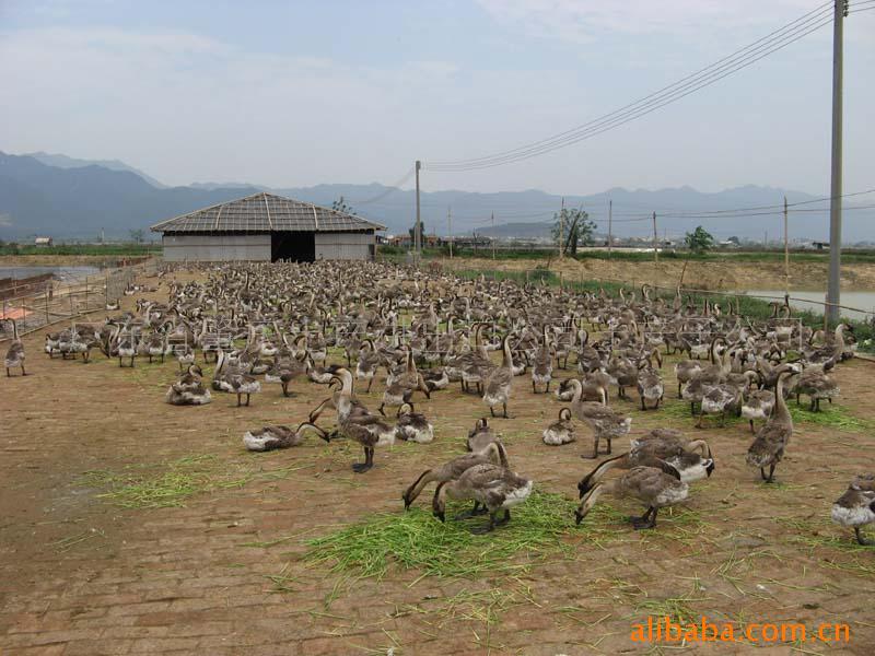 硢졢쵰Ʒʺã۸Ż