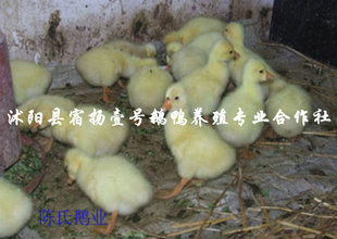 Ĵʸгӭ