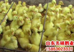 ۸񡢼۸ݶ磬ֳ