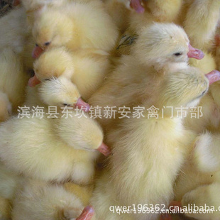 ɻʸ¡罭ն